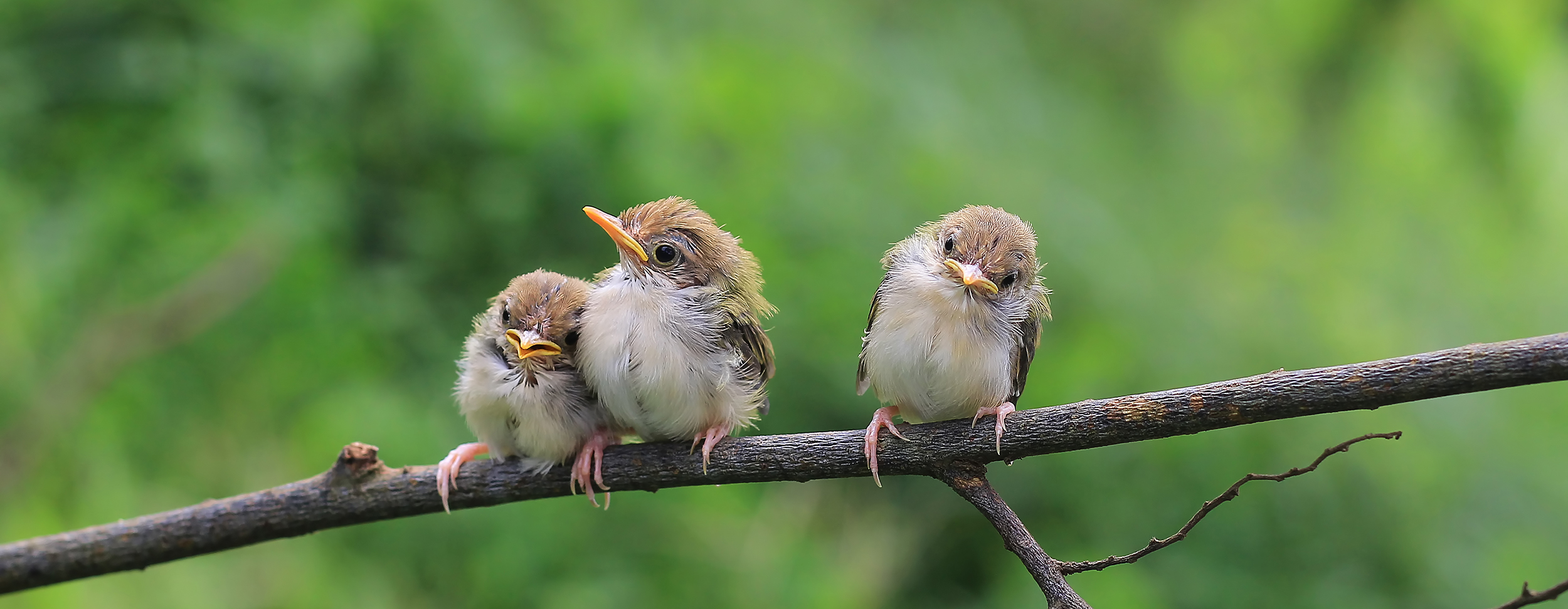 Wild Nest Bird Rehab