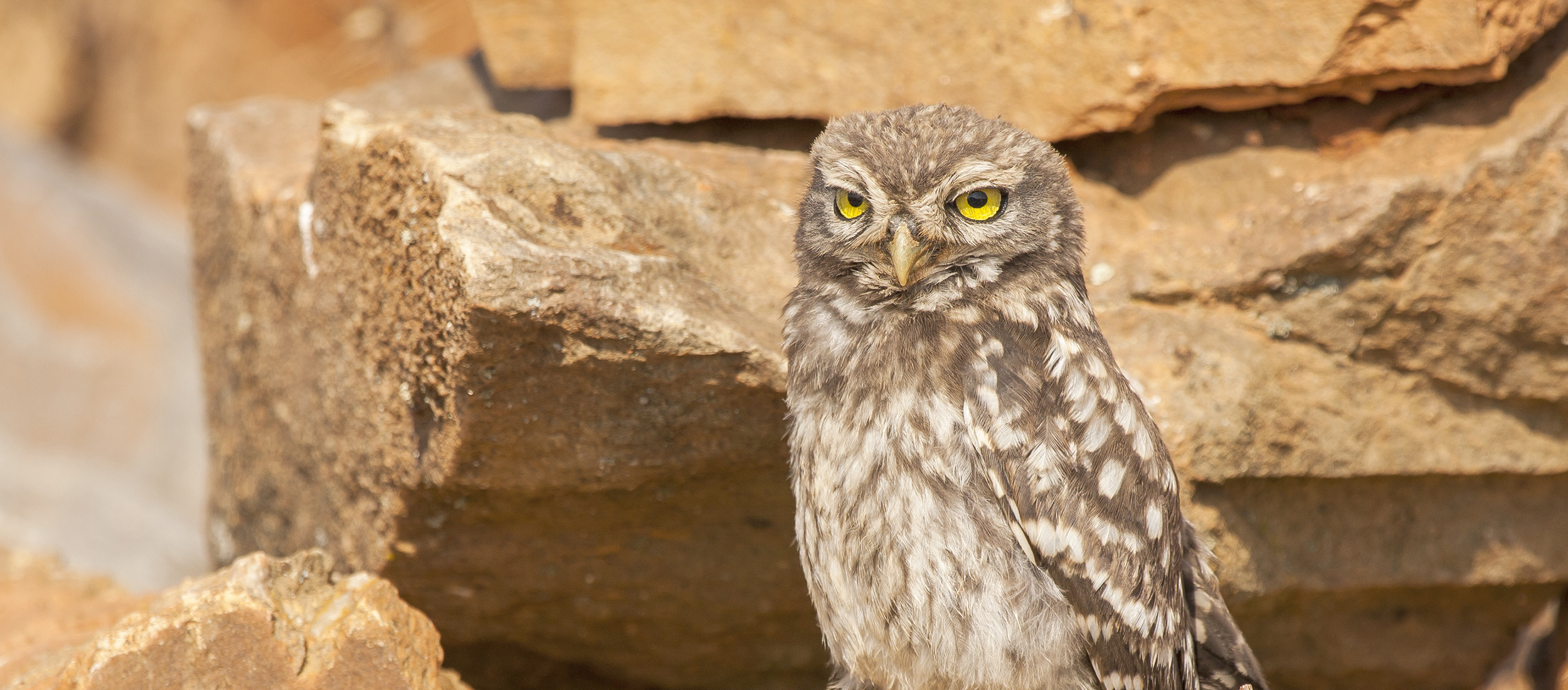 Birds of Prey Show: Owls