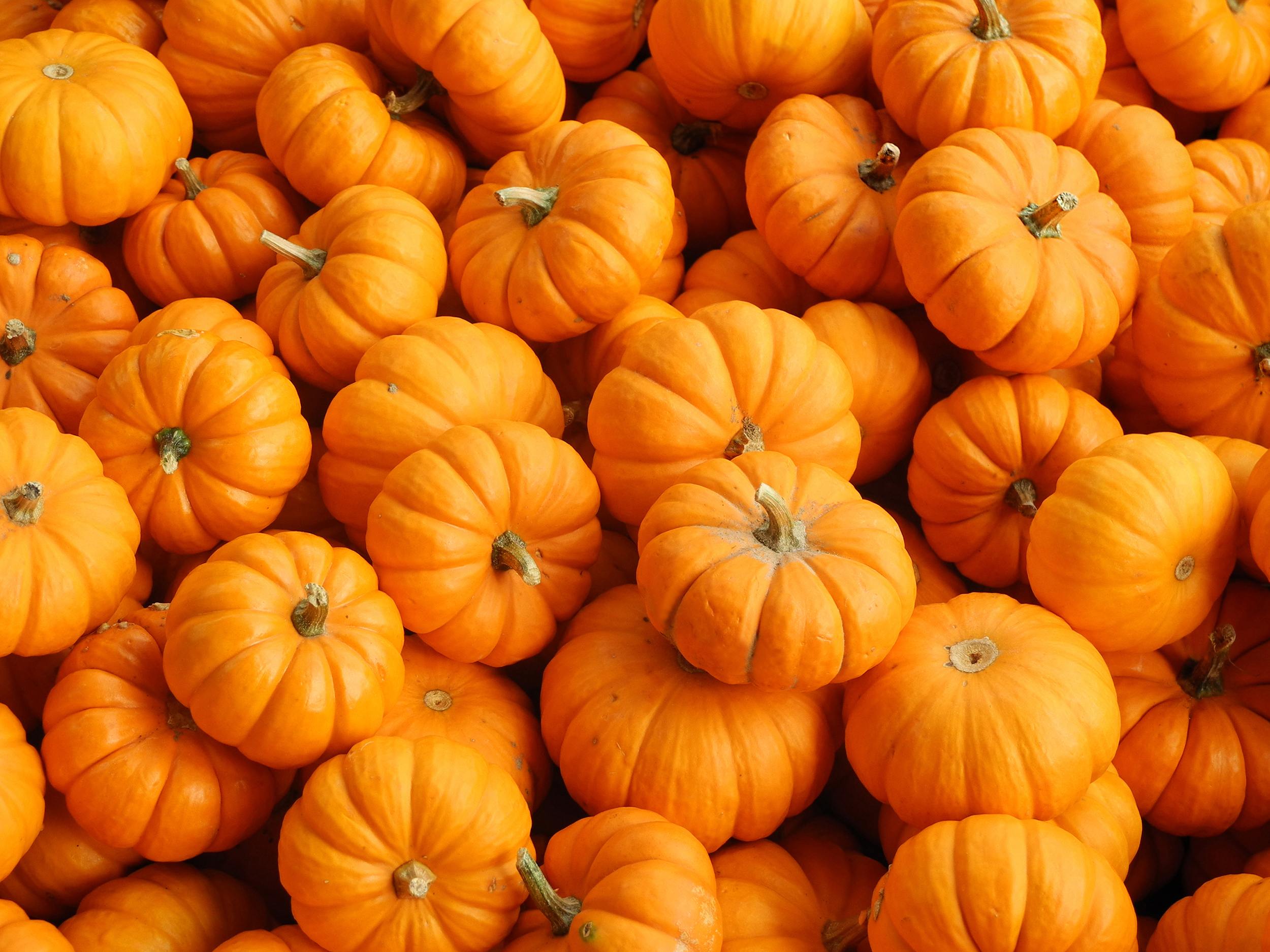 Close up shot of fresh pumpkins in different shapes and sizes perfect for a background