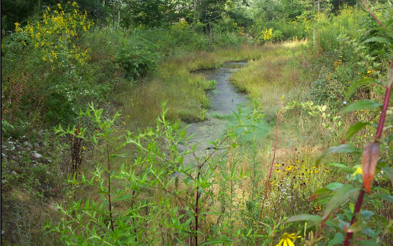 Stream Buffer Planting After